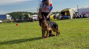 8 ОП Ural Land TABATA №116. Главная выставка немецких овчарок России 2025