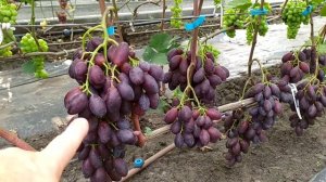 ПОДАРОК ЛЮБИМОЙ - ранняя НОВИНКА на моём участке !!!