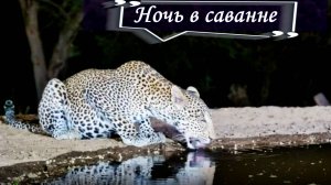 Ночной водопой в сафари-парке в Африке