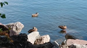 Уточки уплывают вдаль