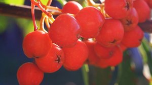 Съёмка на объектив Т-43 Ломо 4/40