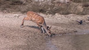 Скайдайвинг и другие приколы