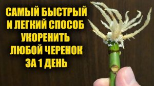 Укоренится за 1 день любой черенок! Самый эффективный способ укоренения любых черенков