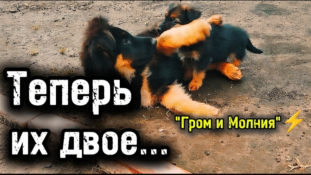 Купили подружку Грому | Война и немцы!#немецкаяовчарка #germanshepheard
