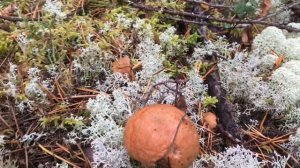 Лес в районе Нижнего Одеса