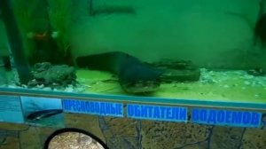 ОГРОМНЫЙ ЖИВОЙ СОМ.