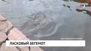 Ласковый бегемот