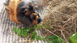 ПРОТИВОСТОЯНИЕ 💥КОШКА ПРОТИВ СОБАКИ