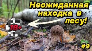 КОП В ЛЕСУ у дома. СБОР ГРИБОВ на закате. #9