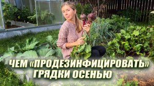Чем обработать грядки осенью после сбора урожая