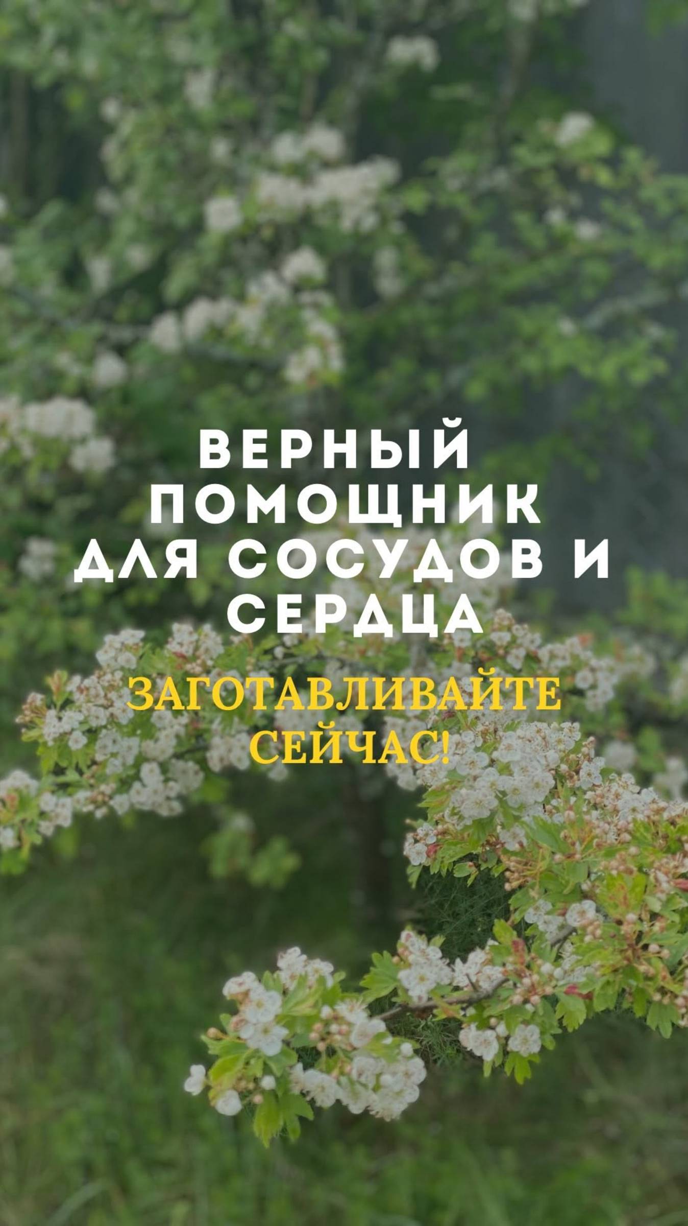 Верный помощник для сосудов и сердца - боярышник смотреть онлайн