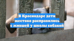 В Краснодаре дети жестоко расправились с жившей у школы собакой
