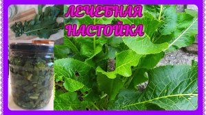 НАСТОЙКА из ХРЕНА! ЛЕЧИМ артрозы, артриты, остеохондрозы!