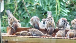 Завтрак в кормушке с воробьями