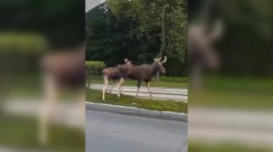 Мир подождет: появилось видео прогулки двух лосей по шоссе Энтузиастов в Москве