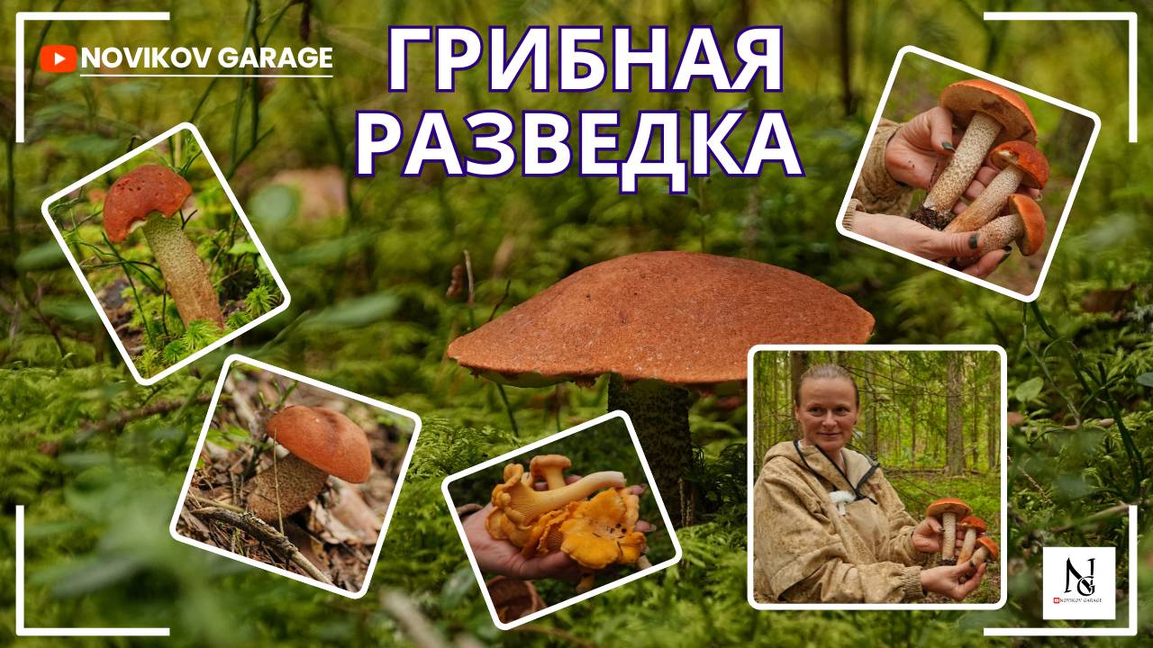 Грибная разведка 18 августа 2025. Кингисеппский район. смотреть онлайн