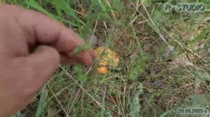 Воронеж. Северный лес (20.08.2025).mp4