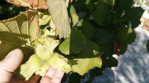 Фундук и будущая сборка урожая