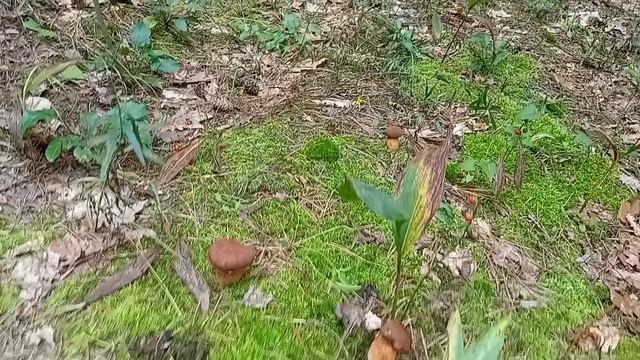 За "Белыми" грибами смотреть онлайн