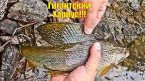 Гигантский Хариус!!!