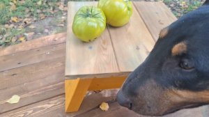 Утром холодно, а днем купания. Покрошил как в салат. Тайная пихта