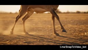 Veo3 антилопа