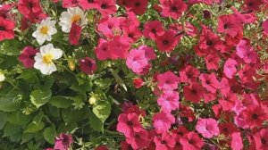 Цветы | Николай Артемьев