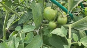 Обзор участка 17 августа Лен. обл.