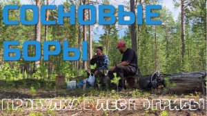 Рыбалка рыбалкой, а грибы по расписанию! Выезд в лес на разведку грибных мест! Сосновые боры радуют