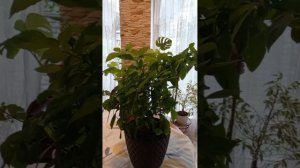 Перец Хабанеро.Выращивание .Часть вторая.