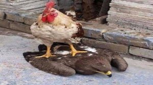 COUB compilation _ нарезка COUB -157