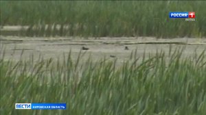 Разрешения получены, ружья готовы. В Кировской области открылся сезон охоты на дичь