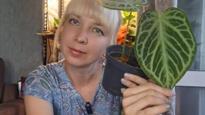 Моя новиночка, разделение антуриума