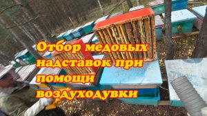 ОТБОР МЕДОВЫХ НАДСТАВОК С ИСПОЛЬЗОВАНИЕМ РАНЦЕВОЙ ВОЗДУХОДУВКИ.