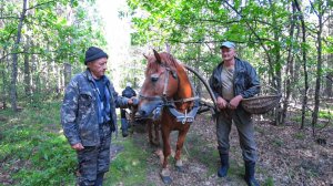 КАК ЖИВУТ ЛЮДИ в БЕЛАРУССКОЙ ГЛУШИ. ЖИЗНЬ в ГЛУХОЙ , ЛЕСНОЙ ДЕРЕВНЕ. №356