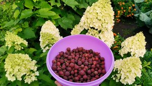 Огород завалил урожаем собираю все подряд! Эти томаты ни за что не променяю.