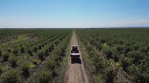 Сбор урожая на плантациях ОРЕХПРОМ АГРО