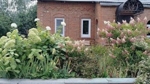 Гортензия около нашего храма - угадаем сорт?