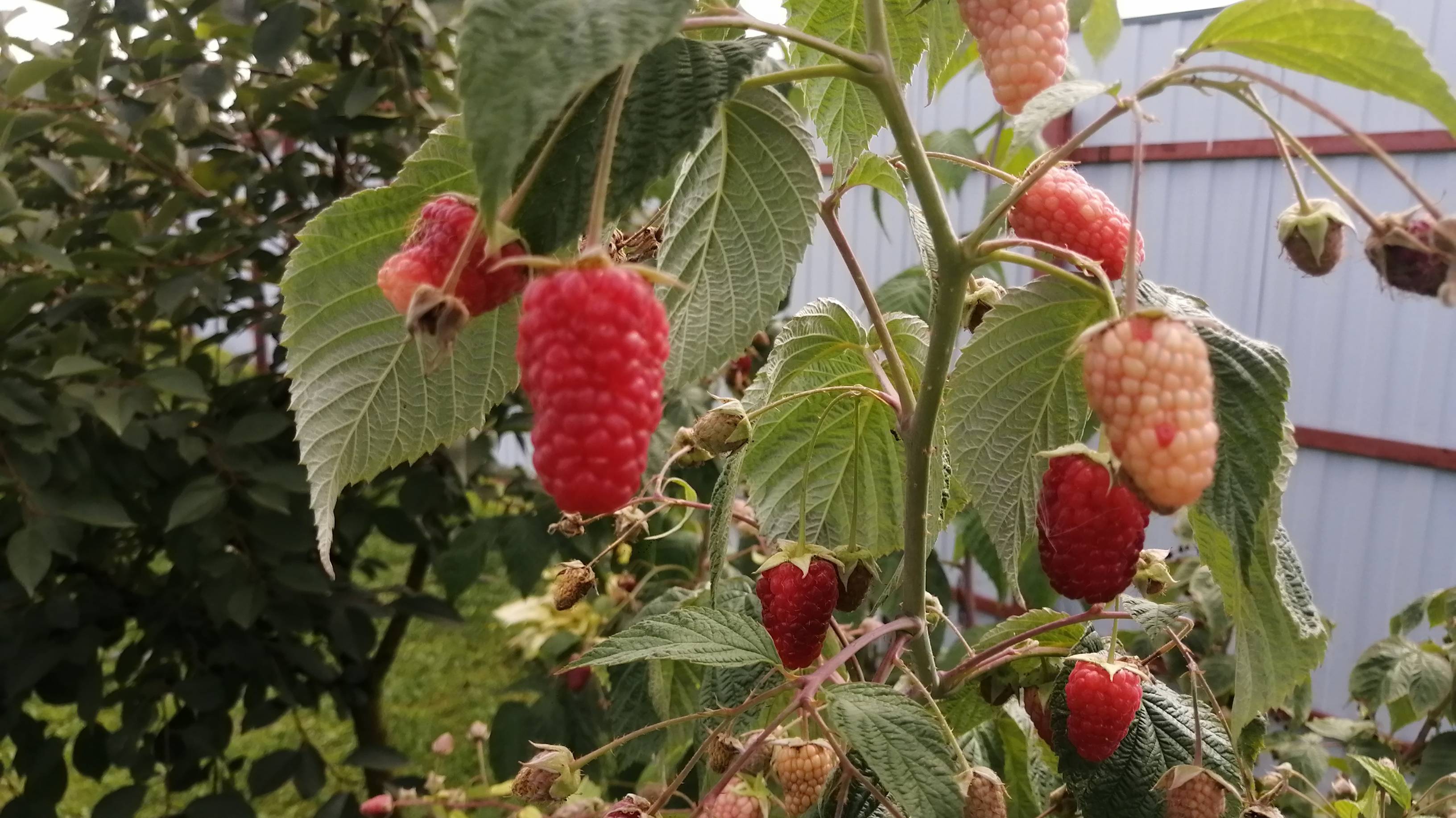 Влог/Дачный отпуск 2025/18 - 19 августа/ смотреть онлайн