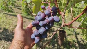 Челентано и Альбинос ,Калугина В.М.