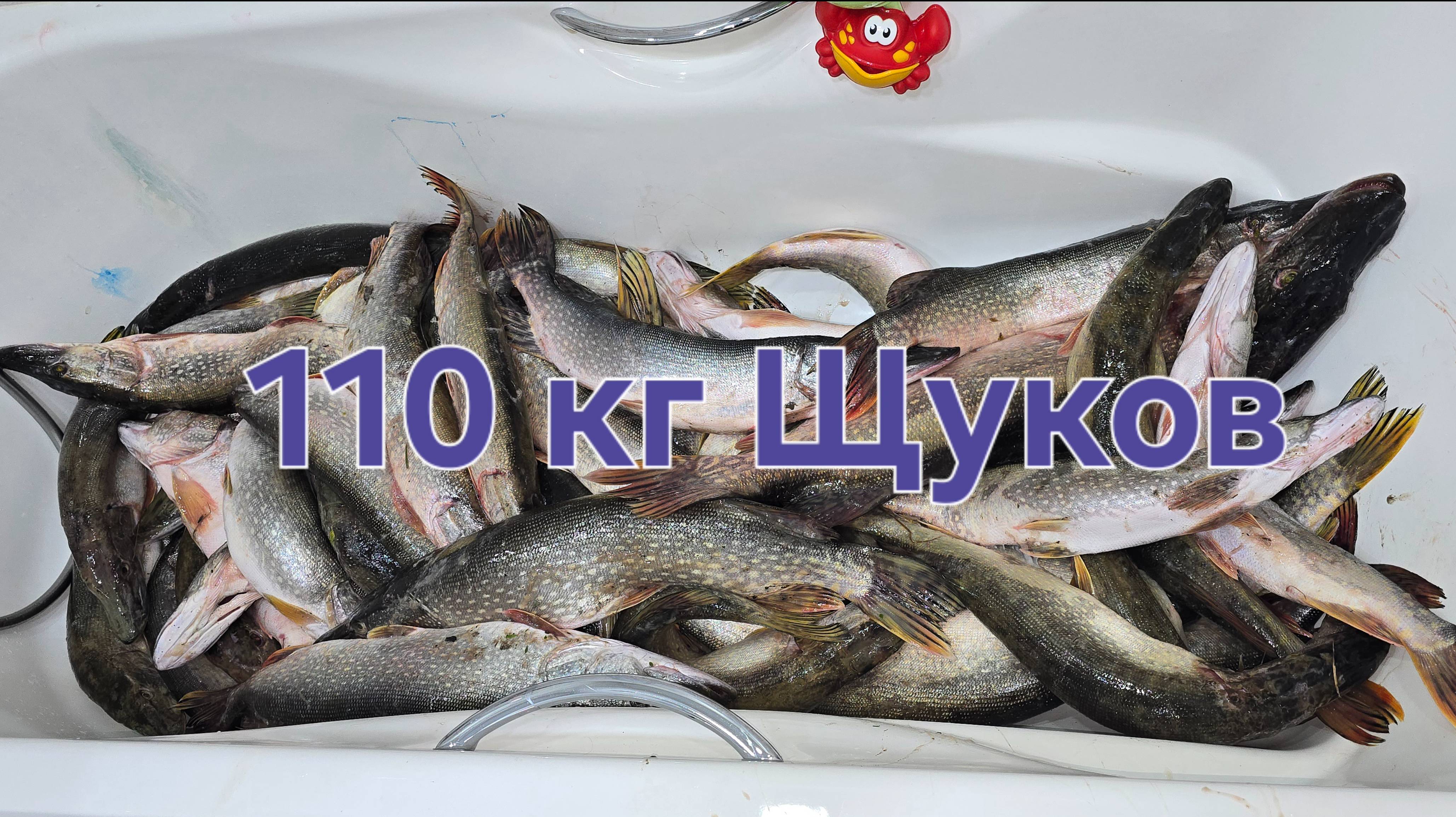 Коряжные щуки на поролон в Августе. 110 кг Щуков за три дня на двоих. смотреть онлайн