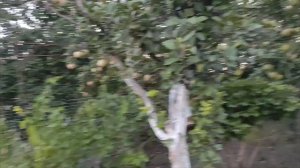 15-17 августа 2025