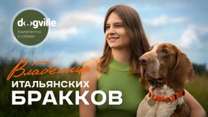 Итальянские бракки — глазами владельца