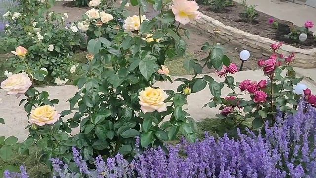 Цветение моих розочек!!! смотреть онлайн