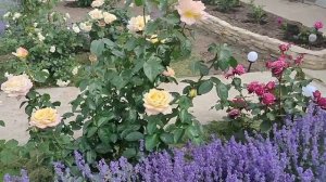 Цветение моих розочек!!!