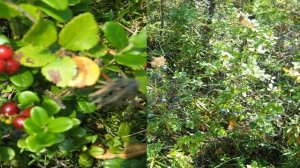 Удивительная природа Селемджинского района