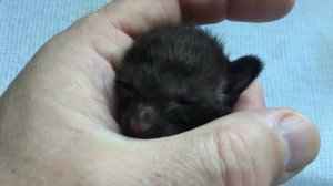 Выхаживаем новорожденного котёнка (субтитры) / Nursing a newborn kitten (subtitles)