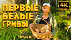 Первые Белые Грибы - Грибного Сезона 2025. Boletus Edulis.