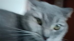 мой кот Джексон