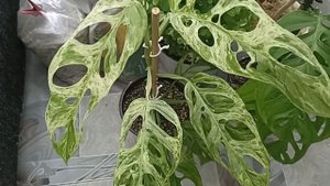 Излишки Почтой